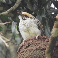 Eudynamys orientalis at Tolga, QLD - suppressed
