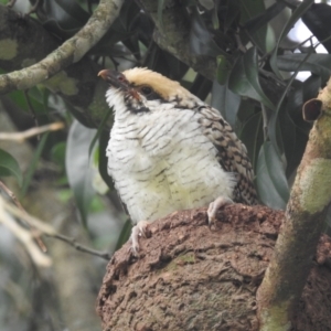 Eudynamys orientalis at Tolga, QLD - suppressed