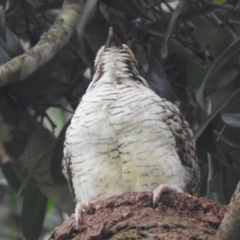 Eudynamys orientalis at Tolga, QLD - 18 Feb 2022