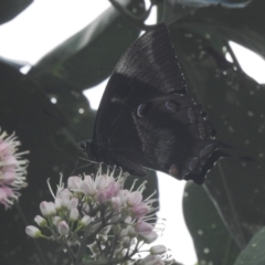 Papilio ulysses (Ulysses Butterfly) by HelenCross