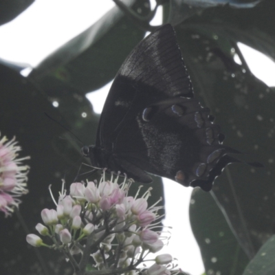 Papilio ulysses (Ulysses Butterfly) by HelenCross
