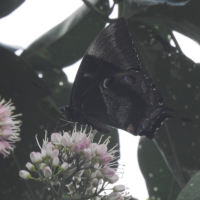 Papilio ulysses (Ulysses Butterfly) at Tolga, QLD - 17 Feb 2022 by HelenCross