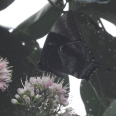 Unidentified Swallowtail (Papilionidae) (TBC) at Tolga, QLD - 17 Feb 2022 by HelenCross