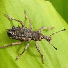 Unidentified Weevil (Curculionoidea) at Tolga, QLD - 17 Feb 2022 by HelenCross