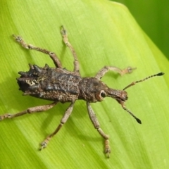 Unidentified Weevil (Curculionoidea) (TBC) at - 17 Feb 2022 by HelenCross