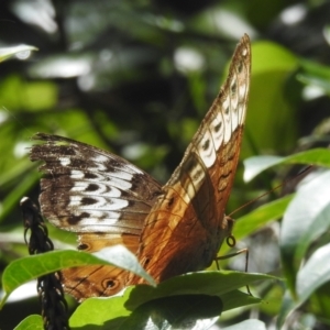 Vindula arsinoe at Tinaroo, QLD - 18 Feb 2022