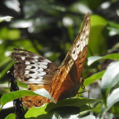 Vindula arsinoe (Cruiser) at Tinaroo, QLD - 18 Feb 2022 by HelenCross