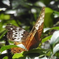 Unidentified Swallowtail (Papilionidae) (TBC) at Tinaroo, QLD - 18 Feb 2022 by HelenCross