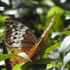 Vindula arsinoe at Tinaroo, QLD - 18 Feb 2022