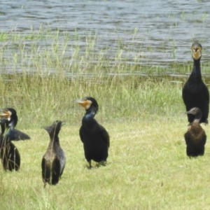 Phalacrocorax carbo at Danbulla, QLD - 18 Feb 2022