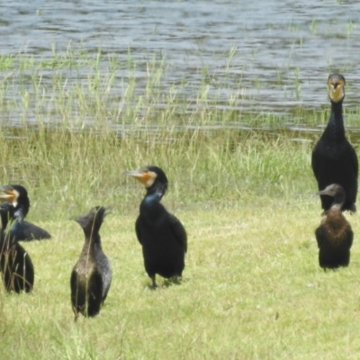 Phalacrocorax carbo (Great Cormorant) at Danbulla, QLD - 18 Feb 2022 by HelenCross