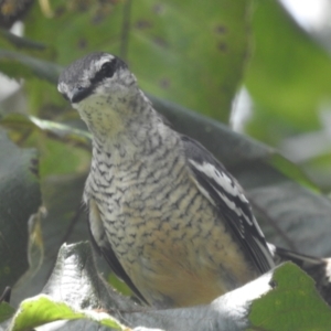 Lalage leucomela at Danbulla, QLD - 18 Feb 2022