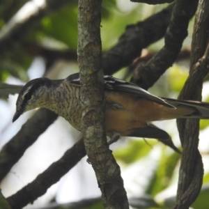 Lalage leucomela at Danbulla, QLD - 18 Feb 2022