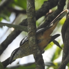 Lalage leucomela at Danbulla, QLD - 18 Feb 2022 12:27 PM