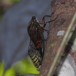 Psaltoda magnifica at Danbulla, QLD - 18 Feb 2022