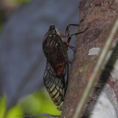 Unidentified Cicada (Hemiptera, Cicadoidea) (TBC) at Danbulla, QLD - 18 Feb 2022 by HelenCross