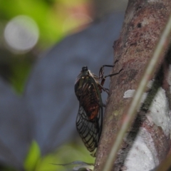 Psaltoda magnifica at Danbulla, QLD - 18 Feb 2022