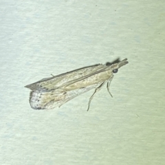 Faveria tritalis (Couchgrass Webworm) at Jerrabomberra, NSW - 23 Feb 2022 by Steve_Bok