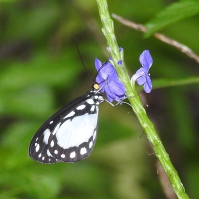 Tellervo zoilus (Hamadryad) at Danbulla, QLD - 18 Feb 2022 by HelenCross