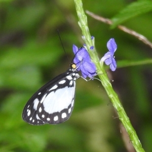 Unidentified Butterfly (Lepidoptera, Rhopalocera) (TBC) at suppressed by HelenCross