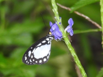 Unidentified Butterfly (Lepidoptera, Rhopalocera) (TBC) at - 18 Feb 2022 by HelenCross