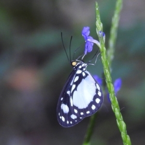 Tellervo zoilus at Danbulla, QLD - 18 Feb 2022