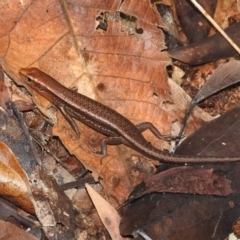 Unidentified Skink at Danbulla, QLD - 18 Feb 2022 by HelenCross