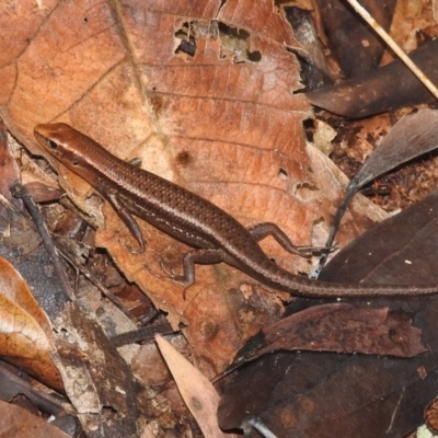 Unidentified Skink at Danbulla, QLD - 18 Feb 2022 by HelenCross