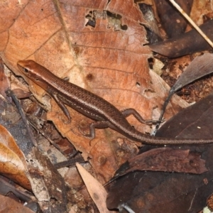 Unidentified Skink (TBC) at suppressed by HelenCross