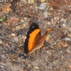 Unidentified Butterfly (Lepidoptera, Rhopalocera) (TBC) at Danbulla, QLD - 18 Feb 2022 by HelenCross