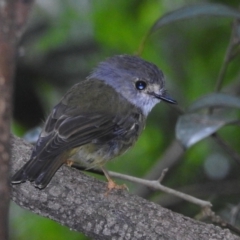 Eopsaltria capito (Pale-yellow Robin) at Danbulla, QLD - 18 Feb 2022 by HelenCross