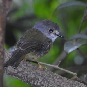 Eopsaltria capito at Danbulla, QLD - 18 Feb 2022 01:00 PM