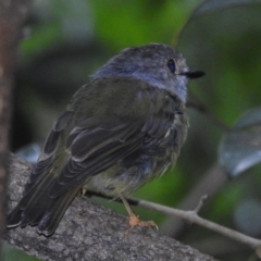 Eopsaltria capito at Danbulla, QLD - 18 Feb 2022 01:00 PM