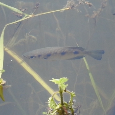 Unidentified Fish at Danbulla, QLD - 18 Feb 2022 by HelenCross