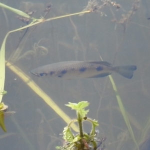 Unidentified Fish (TBC) at suppressed by HelenCross