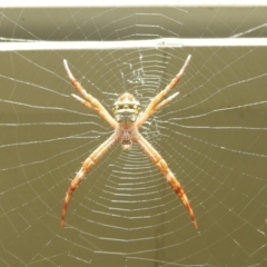 Argiope (genus) (A St. Andrew's cross spider) at Danbulla, QLD - 18 Feb 2022 by HelenCross