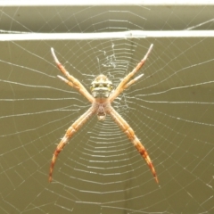 Argiope sp. (genus) at Danbulla, QLD - 18 Feb 2022 by HelenCross