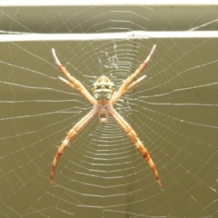 Unidentified Orb-weaving spider (several families) (TBC) at Danbulla, QLD - 18 Feb 2022 by HelenCross