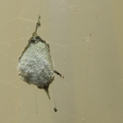 Argiope (genus) at Danbulla, QLD - 18 Feb 2022 02:01 PM