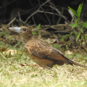 Melloria quoyi at Danbulla, QLD - 18 Feb 2022