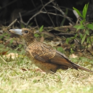 Cracticus quoyi (Black Butcherbird) at Danbulla, QLD by HelenCross