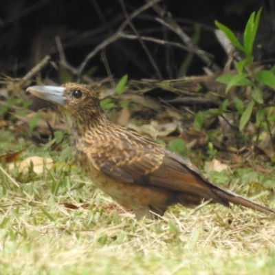 Melloria quoyi (Black Butcherbird) at Danbulla, QLD - 18 Feb 2022 by HelenCross