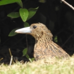 Melloria quoyi at Danbulla, QLD - 18 Feb 2022