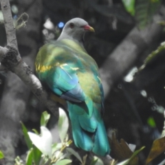 Ptilinopus magnificus (Wompoo Fruit-dove) at Danbulla, QLD - 18 Feb 2022 by HelenCross
