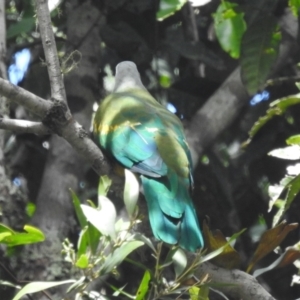 Ptilinopus magnificus at Danbulla, QLD - 18 Feb 2022