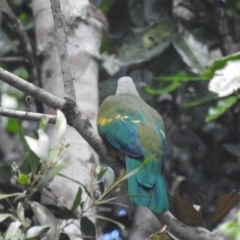 Ptilinopus magnificus at Danbulla, QLD - 18 Feb 2022