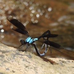 Unidentified Damselfly (Zygoptera) at Danbulla, QLD - 18 Feb 2022 by HelenCross