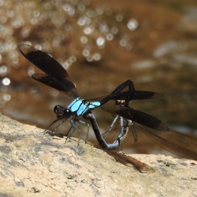 Diphlebia euphoeoides at Danbulla National Park - 18 Feb 2022 by HelenCross