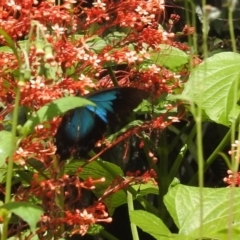 Papilio ulysses (Ulysses Butterfly) at Lake Barrine, QLD - 18 Feb 2022 by HelenCross