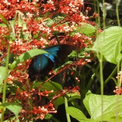 Papilio ulysses (Ulysses Butterfly) at Crater Lakes National Park - 18 Feb 2022 by HelenCross